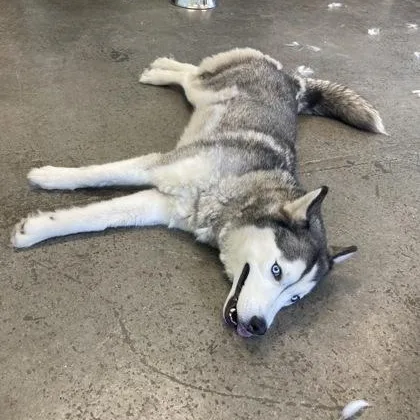 A young medium-sized female Gray / Blue / Silver Siberian Husky dog named Storm Shadow for adoption in Mishawaka, IN