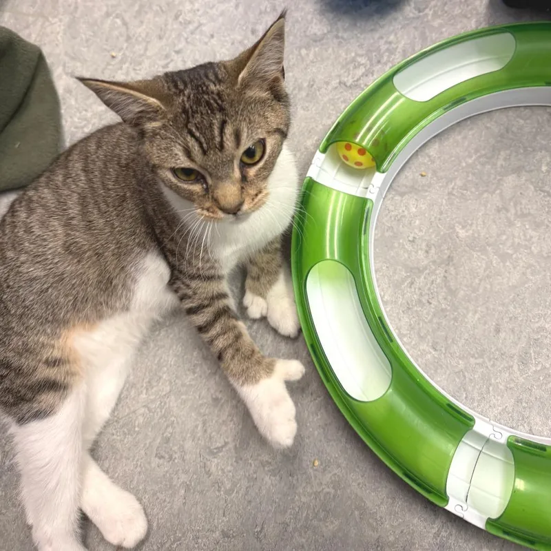 A baby medium-sized male White Domestic Short Hair cat named Footsie for adoption in Morrisville, VT