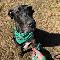 Millie Mae thumbnail 2
