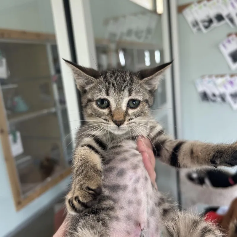 A baby small-sized female Black Domestic Short Hair cat named Falcon for adoption in Leander, TX