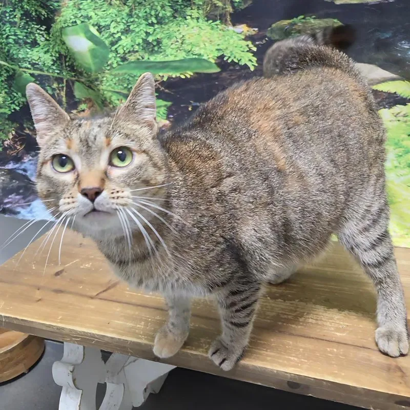 An adult large-sized female Domestic Short Hair cat named Piglett for adoption in Normal, IL