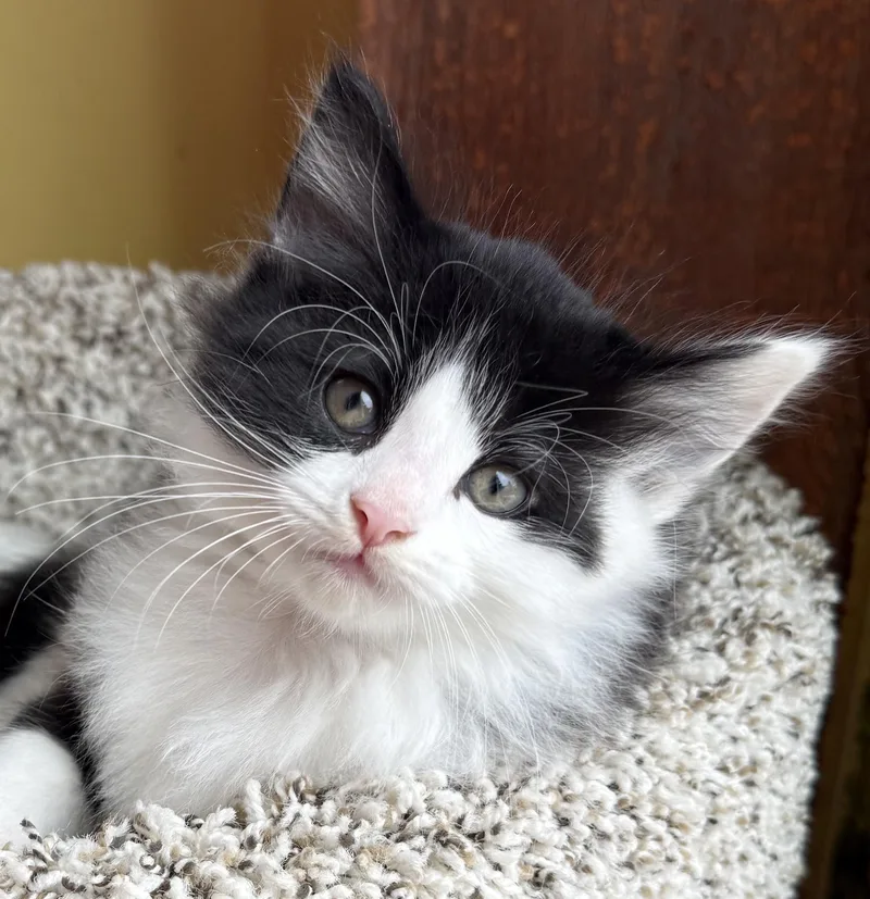 A baby medium-sized female Maine Coon cat named Q tip for adoption in Costa Mesa, CA