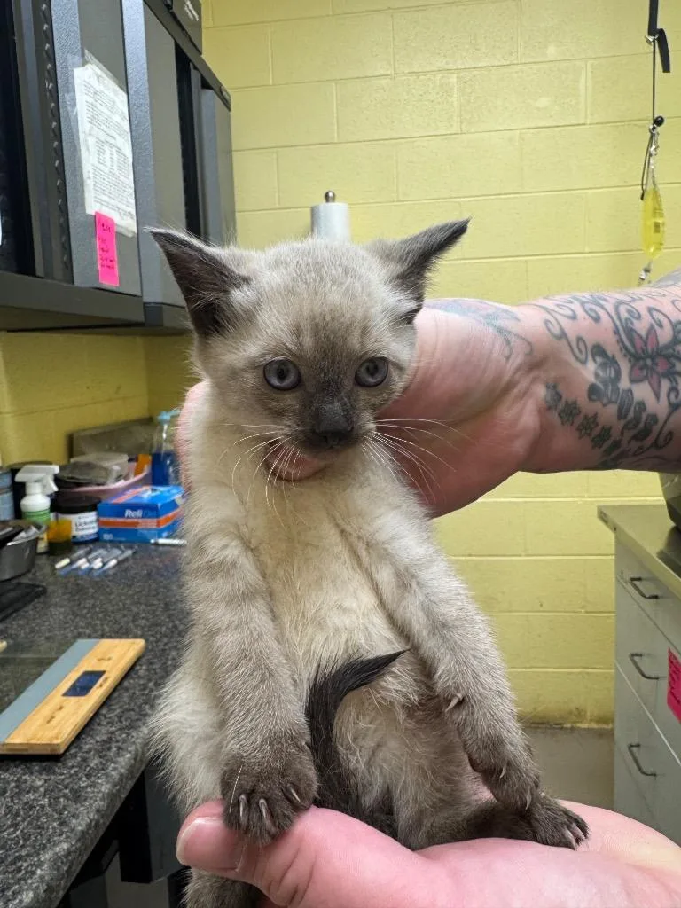 A baby small-sized female Domestic Short Hair cat named Flow for adoption in Crossville, TN