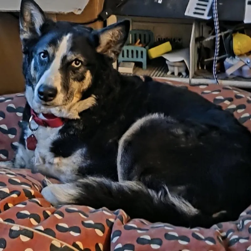 An adult large-sized female Husky dog named Sasha for adoption in Groveland, MA