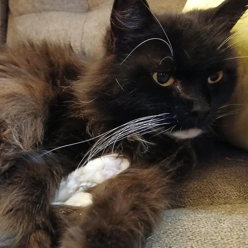 A young small-sized female Black Domestic Long Hair cat named Bonnie for adoption in Winchester, VA