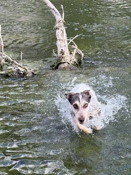 An adult medium-sized female White / Cream Mixed Breed dog named Rhonda for adoption in Georgetown, TX