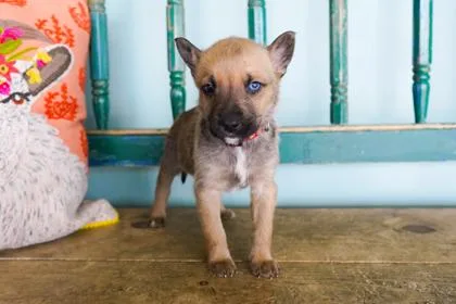 A baby small-sized male Border Collie dog named Oregano for adoption in San Antonio, TX