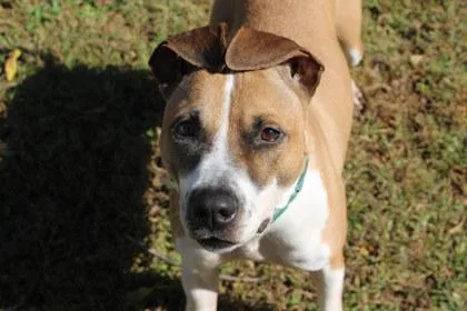 An adult large-sized female Mixed Breed dog named Kevina for adoption in Kansas City, MO