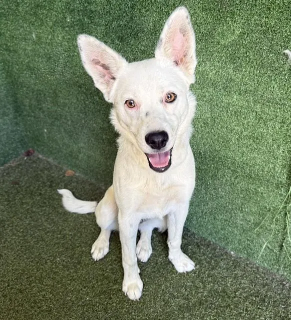 A young medium-sized female Australian Cattle Dog / Blue Heeler dog named A for adoption in Lancaster, CA