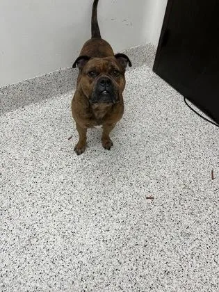 An adult medium-sized male Pit Bull Terrier dog named Gary for adoption in Atlanta, GA