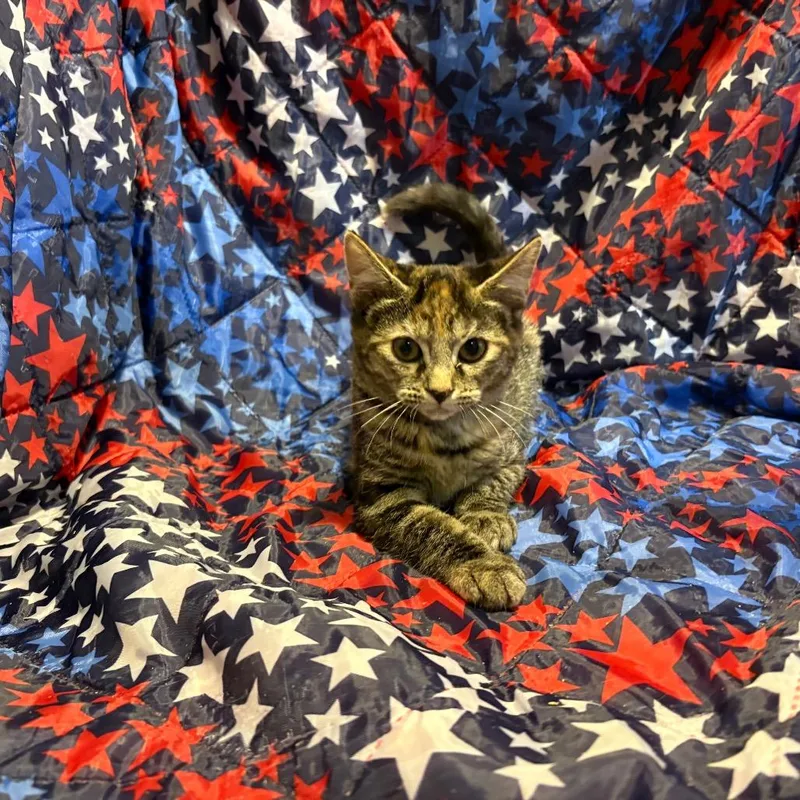 A baby small-sized female Tortoiseshell Domestic Short Hair cat named Galaxy for adoption in Fredericksburg, VA