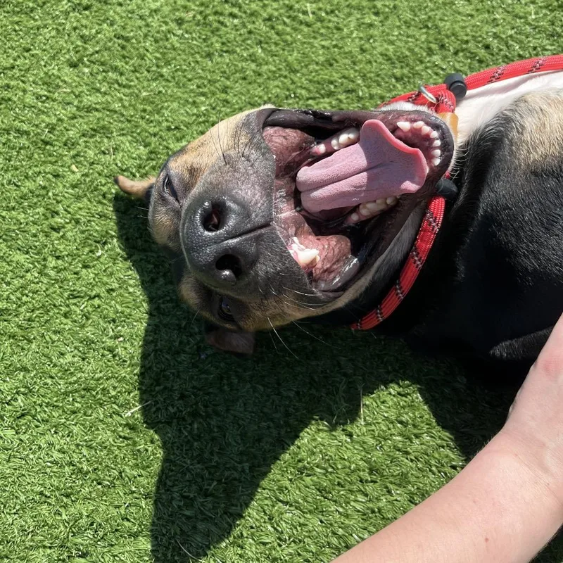 Wilbur