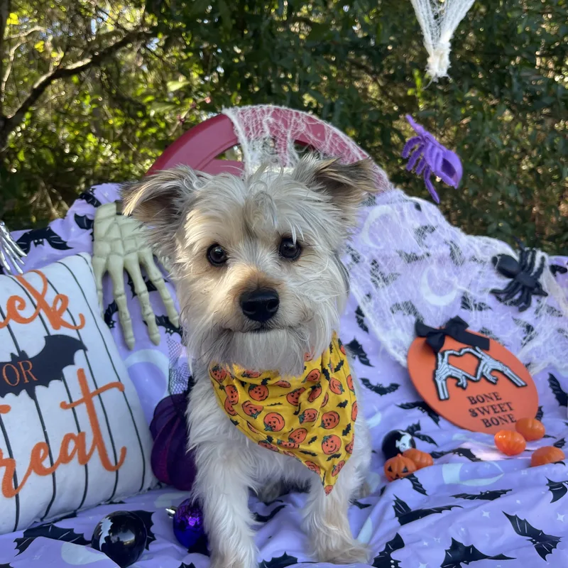 A young small-sized male Yorkshire Terrier dog named King for adoption in Sebring, FL