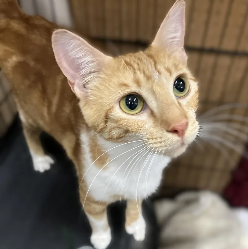 A young medium-sized female Tabby (Orange / Red) Domestic Short Hair cat named Smokie for adoption in Shingletown, CA