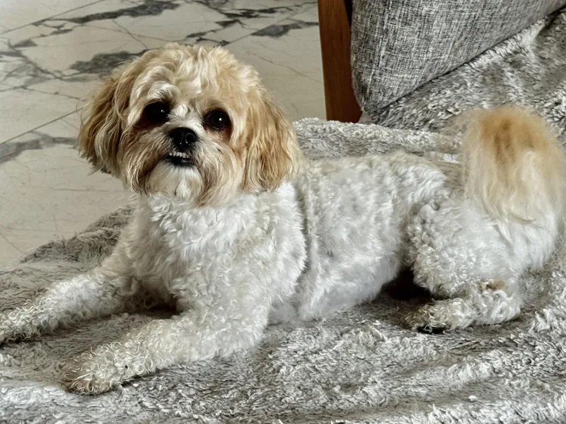I am a Teddy