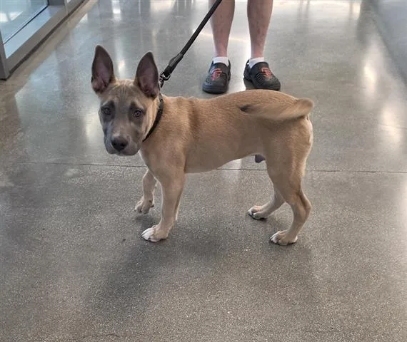 A baby small-sized male Pit Bull Terrier dog named Apollo for adoption in San Martin, CA