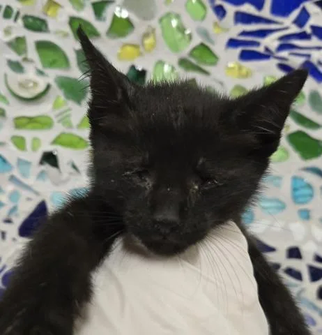 A baby small-sized male Domestic Short Hair cat named Sambuca for adoption in Pensacola, FL