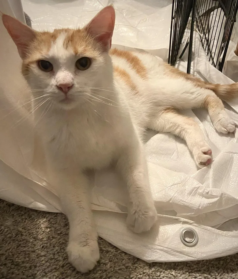 An adult medium-sized male Orange & White Domestic Short Hair cat named Dreamsicle Dexter for adoption in Mokena, IL
