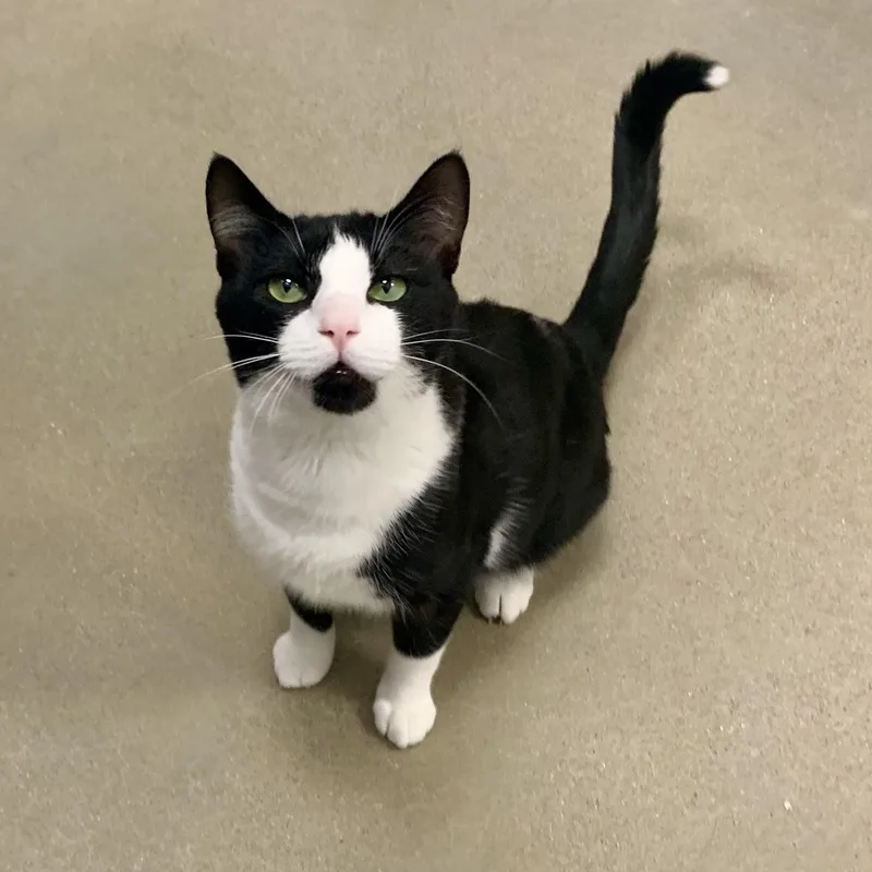 A young large-sized male Black Domestic Short Hair cat named Mr. Cookie Man for adoption in Richmond, VA