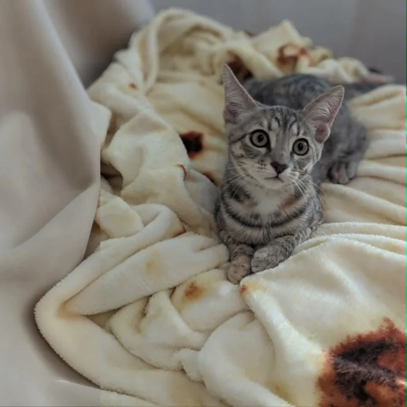 A baby medium-sized female Gray / Blue / Silver Domestic Short Hair cat named Chorizo for adoption in Fort Worth, TX