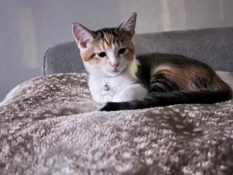 A young medium-sized female Torbie cat named Poppy for adoption in Muncie, IN