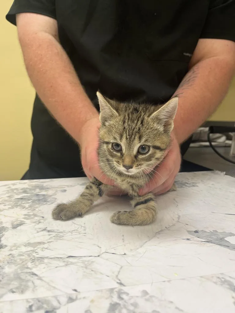 A baby medium-sized male Domestic Short Hair cat named Pax for adoption in Florence, SC