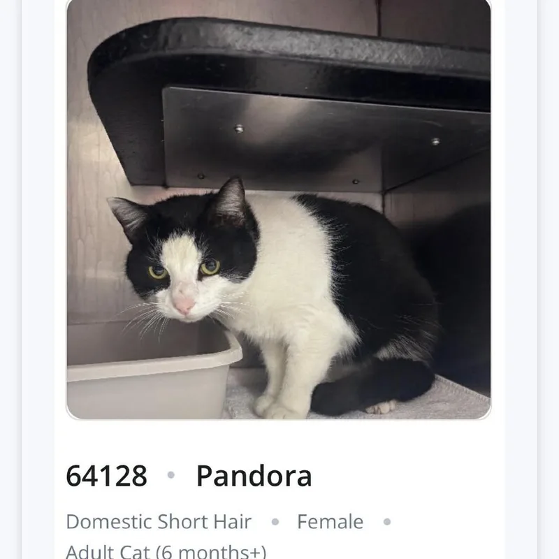 An adult medium-sized female Black Domestic Short Hair cat named Pandora for adoption in Chantilly, VA