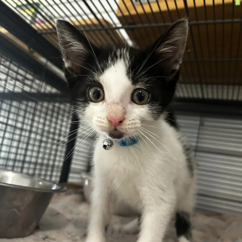 A baby small-sized male Black Domestic Short Hair cat named Arden for adoption in Chesapeake, VA