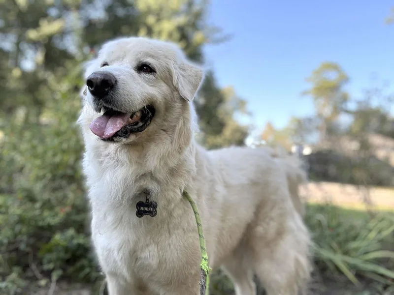 Sir Kingsley thumbnail 2