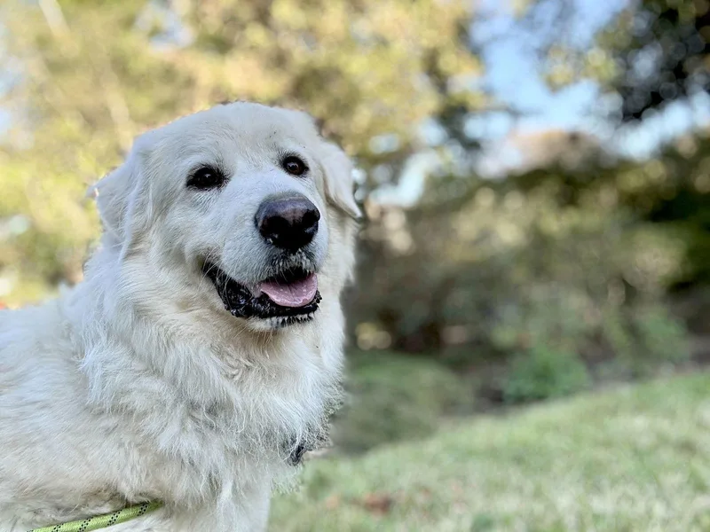 Sir Kingsley thumbnail 3