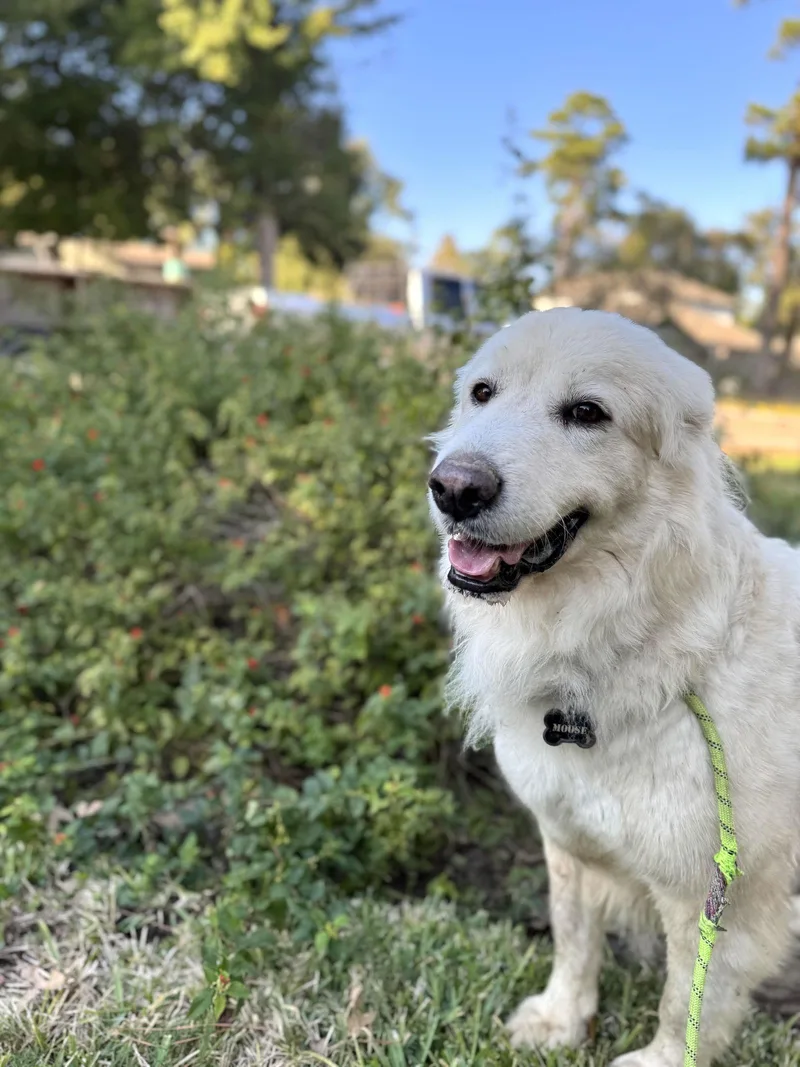 Sir Kingsley thumbnail 5