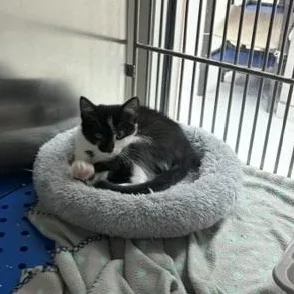 A baby medium-sized female Domestic Short Hair cat named Poblano for adoption in Allen, TX