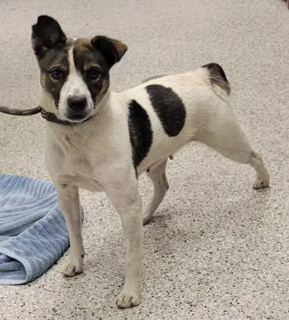 An adult medium-sized female White / Cream Australian Cattle Dog / Blue Heeler dog named Beatrice for adoption in Kansas City, MO