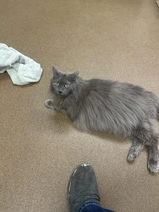 A senior large-sized male Gray / Blue / Silver Domestic Long Hair cat named Spock for adoption in Wichita, KS