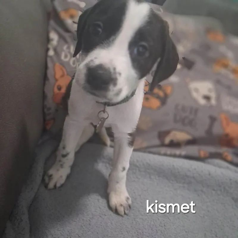 A baby medium-sized male Black Mixed Breed dog named Kismet for adoption in Lima, OH