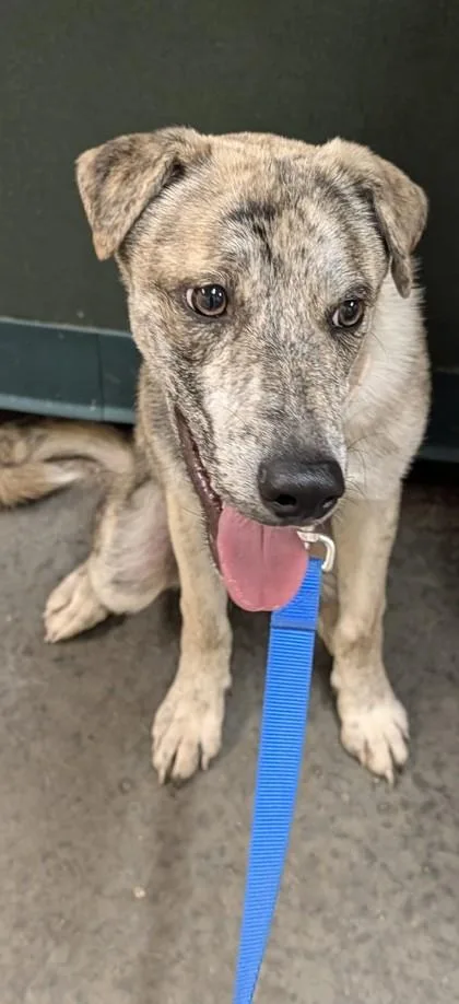 A baby medium-sized male Whippet dog named Oliver for adoption in Independence, MO