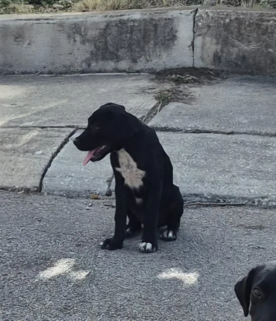 A baby medium-sized female Labrador Retriever dog named Bloom for adoption in San Antonio, TX