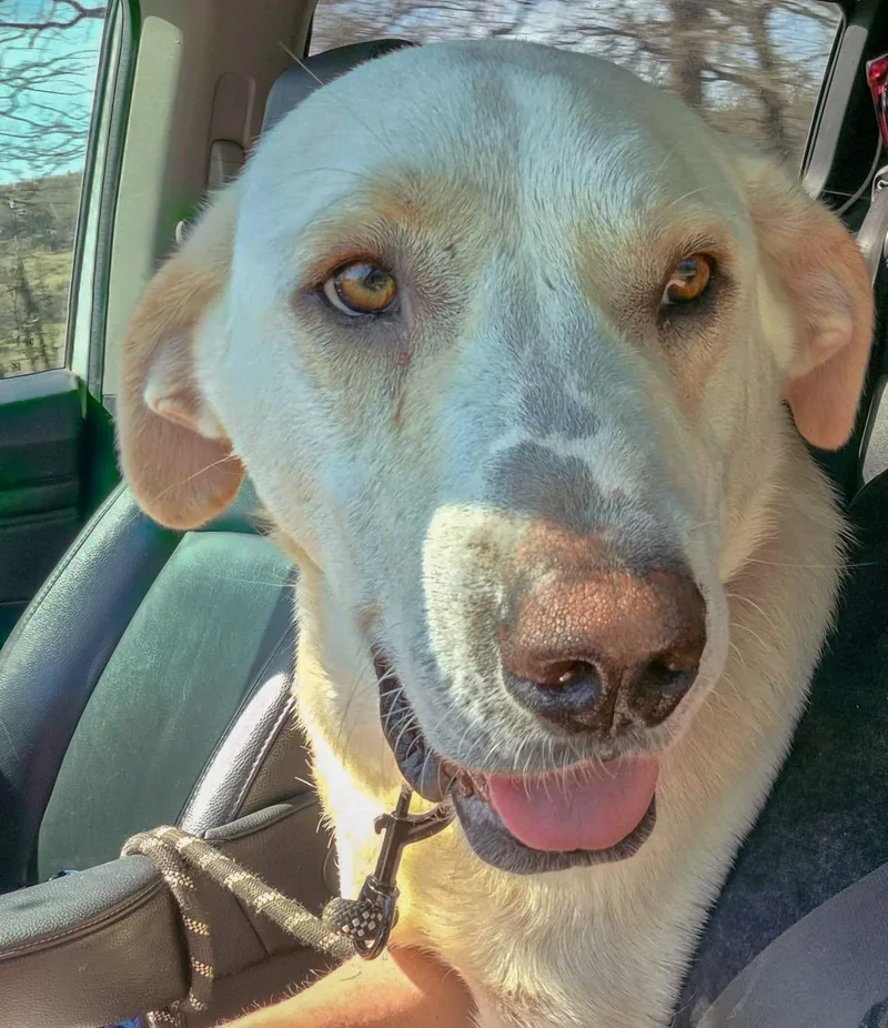 An adult large-sized female White / Cream Great Pyrenees dog named Hailey for adoption in Bowie, TX