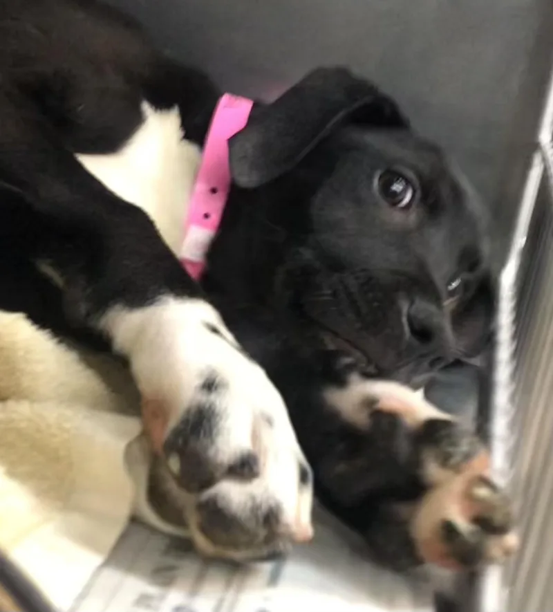 A baby medium-sized female Black Labrador Retriever dog named Rosie for adoption in Parma, OH