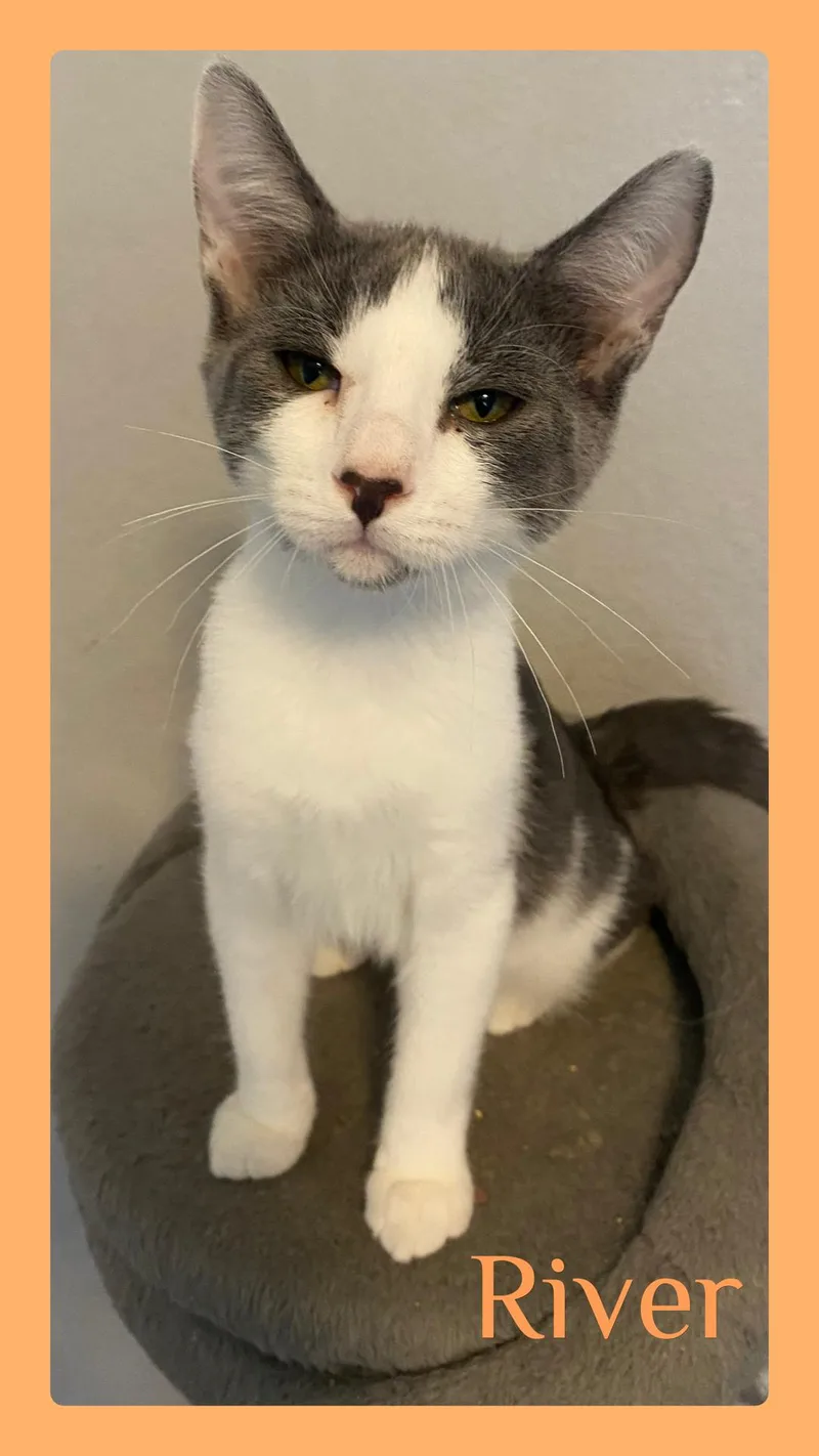 A baby medium-sized male Gray & White Tabby cat named River for adoption in Lawton, OK