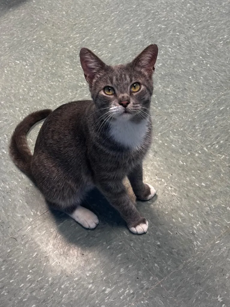 A young medium-sized male Domestic Short Hair cat named Chester for adoption in Lima, OH