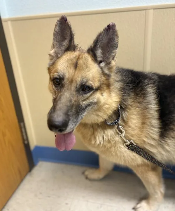 A senior large-sized female German Shepherd Dog dog named Tootie for adoption in Sioux City, IA