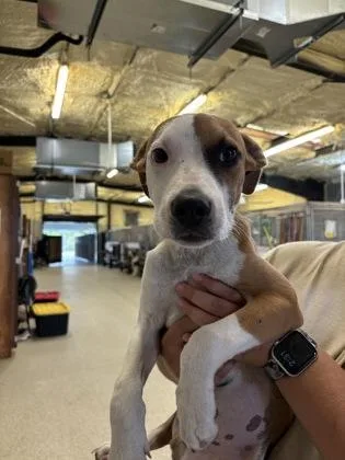 A young small-sized male Pit Bull Terrier dog named Jack for adoption in Conway, AR