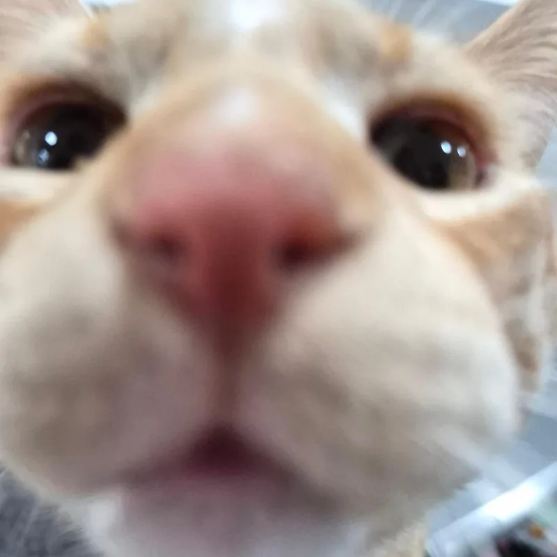 An adult medium-sized male Orange / Red Domestic Short Hair cat named Rory for adoption in Bismarck, ND