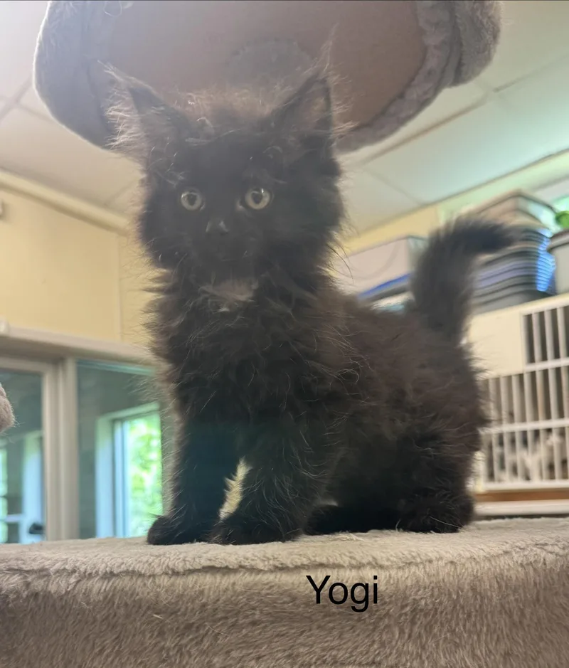 A baby medium-sized male Black Domestic Long Hair cat named Yogi for adoption in Ulster, PA