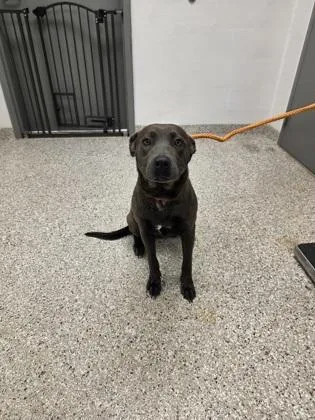 An adult large-sized female Labrador Retriever dog named Watermelon for adoption in Gastonia, NC
