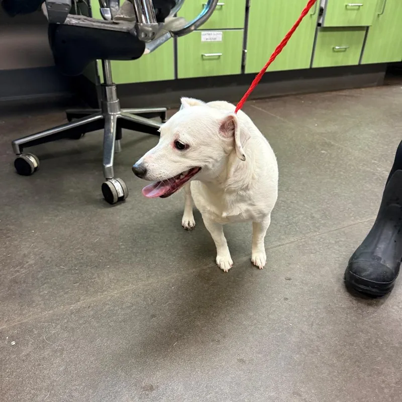 An adult small-sized female White / Cream Terrier dog named Betty for adoption in Norman, OK