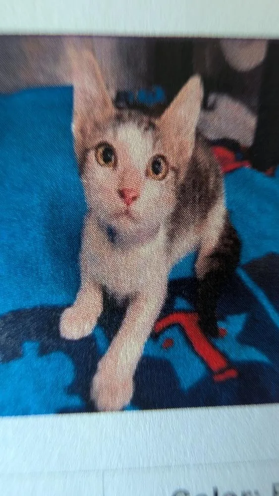 A baby small-sized male Domestic Short Hair cat named Steve for adoption in Parker, CO