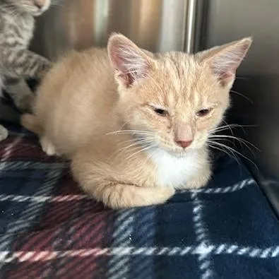 Pancake