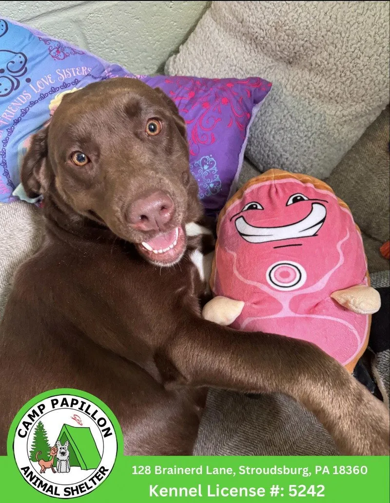 A young medium-sized female Labrador Retriever dog named Shantell for adoption in Stroudsburg, PA